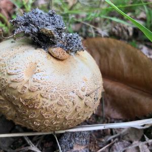 Pigskin Poison Puffball