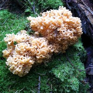 Eastern Cauliflower Mushroom