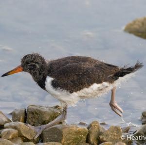 Eurasian Oystercatcher