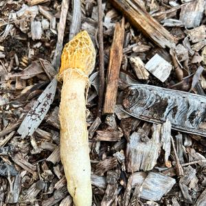 Yellow Morel