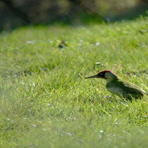 Eurasian Green Woodpecker