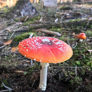 Fly Agaric