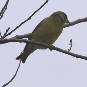 European Greenfinch