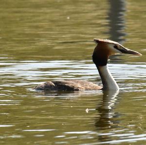 Great Crested Grebe