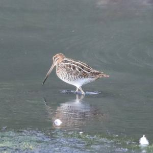 Common Snipe