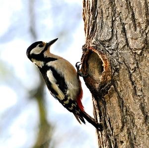 Great Spotted Woodpecker