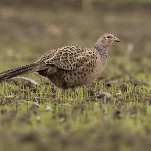 Common Pheasant