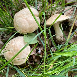 St George`s Mushroom