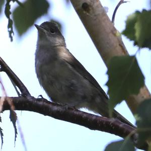 Blackcap