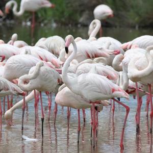 Greater Flamingo