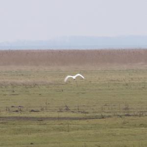 Eurasian Spoonbill