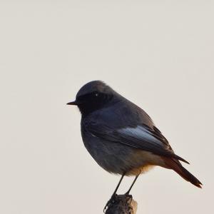 Black Redstart