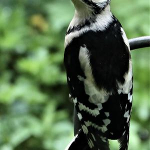 Great Spotted Woodpecker