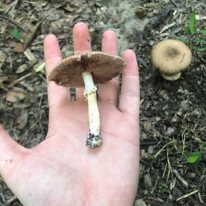 Parasol Mushroom