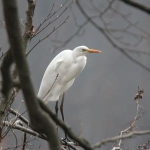 Great Egret