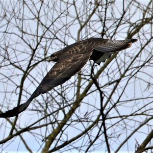 Common Buzzard