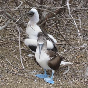 Blue-footed Booby