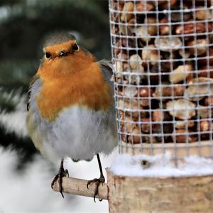 European Robin