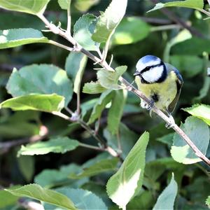 Blue Tit