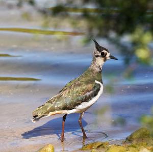 Northern Lapwing