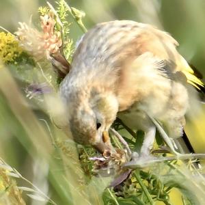 European Goldfinch