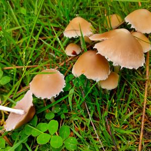 Psathyrella, Common