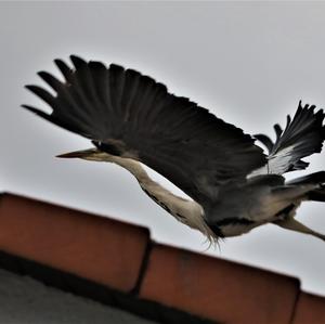 Grey Heron