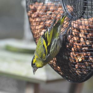 Eurasian Siskin