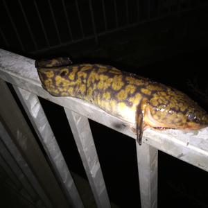 Burbot