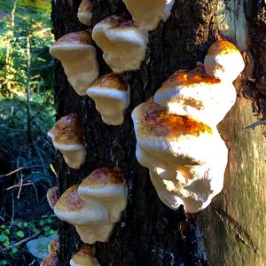 Red-belted Polypore