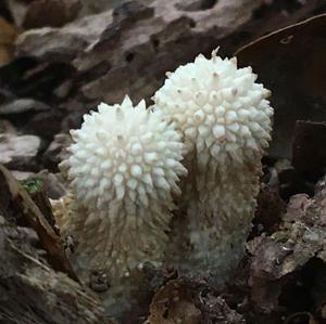 Gem-studded Puffball