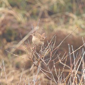 Winter Wren