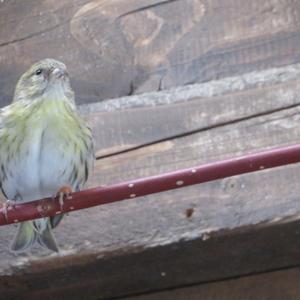 Eurasian Siskin