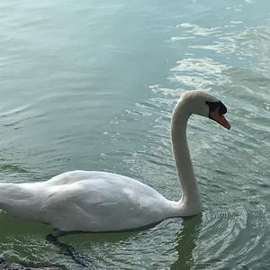 Mute Swan