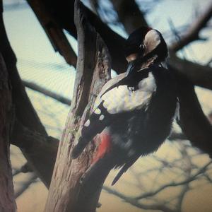 Great Spotted Woodpecker