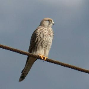 Common Kestrel