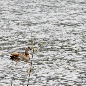 Nilgans