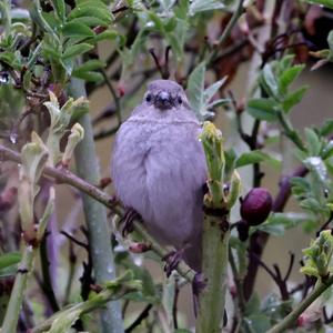 House Sparrow