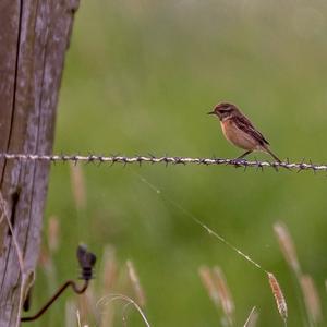 European stonechat