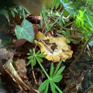 Chanterelle, Common