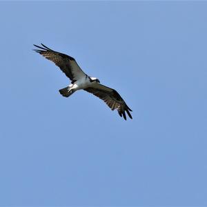 Osprey