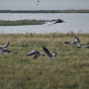 Greylag Goose