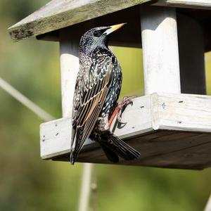 Common Starling