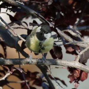 Great Tit