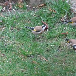 European Goldfinch