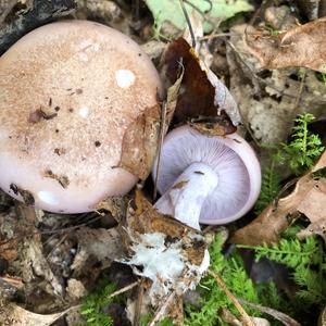 Wood Blewit