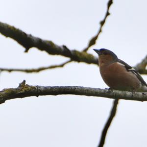 Eurasian Chaffinch