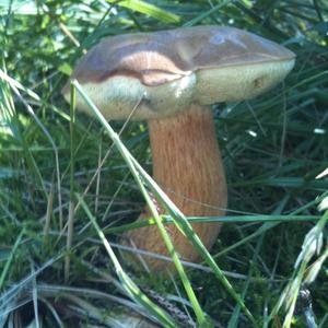 Bay Bolete