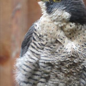 Peregrine Falcon