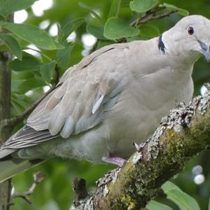 Eurasian Collared-dove